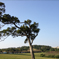 Plants: image 9 0f 13 thumb